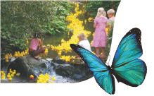 Ente und Schmetterling